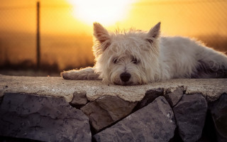 White dog stone wall fence - a sunset behind free wallpaper