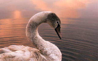 Swan reflection water sunset photorealistic - a swan free wallpaper
