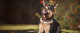 German shepherd dog sitting tongue - a bush in the background free wallpaper