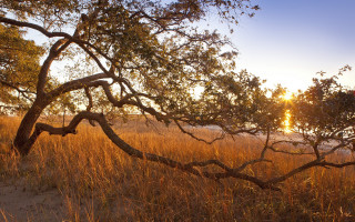 Sunset tree branch autumn leaves - free autumn wallpaper
