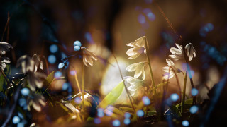 Flower bokeh grass sunlight blurry - sunlight free wallpaper for desktop
