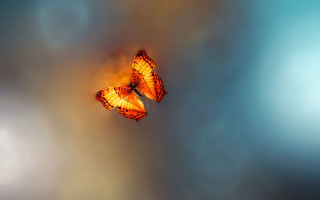 Blue butterflies sky clouds art - a few white cloud free wallpaper