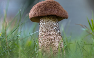 Mushroom grass blurry background nature - dof free wallpaper