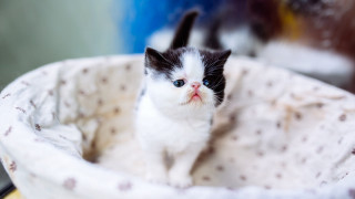 Tiny kitten white basket blurry - a blue wall behind free wallpaper