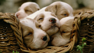 Puppies sleeping basket cute blurry - a basket together free wallpaper