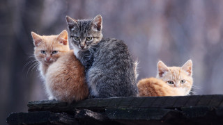 Cats wooden bench forest group - a wooden bench free wallpaper