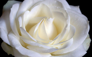 White rose closeup rococo macro 2 - close free wallpaper
