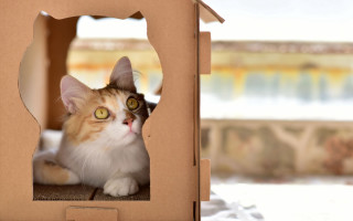 Curious cat cardboard box beach - detail free wallpaper for desktop