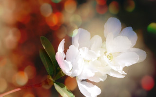 Daisy lily lotus bokeh softfocus - soft focus free wallpaper