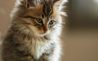 Small kitten long hair serious - a long hair free wallpaper