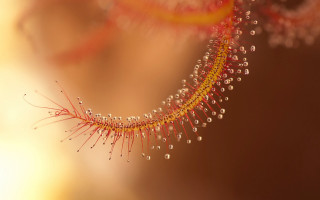 Water drops plant macro autumn - macro art free wallpaper