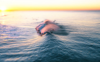 Surfing group wave sunset ocean - in the ocean free wallpaper
