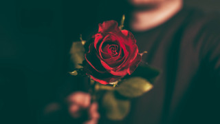 Man red rose blurry background - a red rose free wallpaper