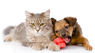 Cat dog red toy white - a cat and a dog free wallpaper