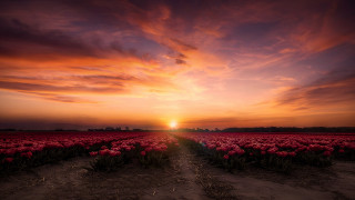 Flower field sunset clouds path - the field free wallpaper