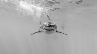Shark open mouth ocean sunlight - tooth free wallpaper