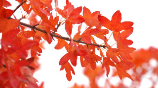 Red leaves branch autumn blurry - fauvism free wallpaper