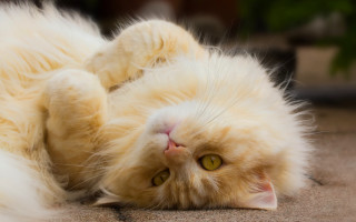 Fluffy white cat laying on - glamor pose free wallpaper