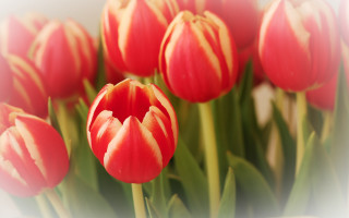 Red yellow flowers bokeh stilllife - a white border free wallpaper for desktop