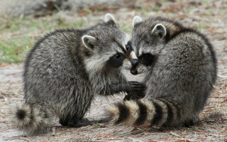 Raccoons playing grass dirt outdoors - free animals wallpaper for desktop