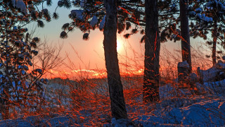 Sunset trees snow forest backlight - a few branch free wallpaper for desktop