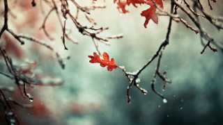 Snowy branch red leaves cloudy - red leaf free wallpaper for desktop