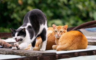Cats orange black table outdoors - the other free wallpaper