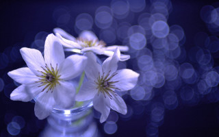 White flower vase blue light - a glass vase free wallpaper