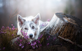 White dog purple field tree - a tree stump free wallpaper