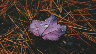 Purple leaf water droplets brown - the grass free wallpaper