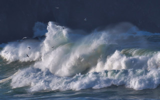 Large wave shore birds stormy - a large wave free wallpaper