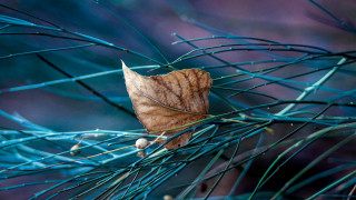 Leaf branch blue needles macro - deep free wallpaper