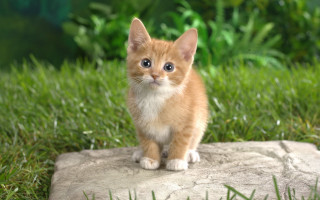 Orange kitten rock grass green - a small orange kitten free wallpaper