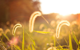 Tall green grass sunset flare - little free wallpaper for desktop