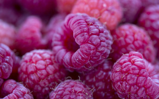 Raspberries pink berry photorealism macro - pinkish free wallpaper