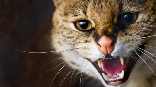 Cat mouth open teeth blue - mouth free wallpaper