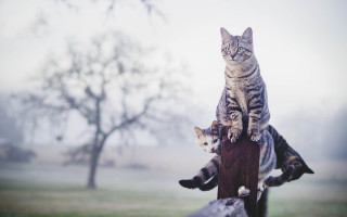 Cat post field trees surreal - photography free wallpaper