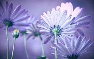 Flower water droplets purple blurry - cindy wright free wallpaper