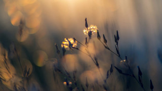 Flower sunlight blurry background microscopic - soft light free wallpaper