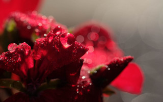 Red flower water droplets macro 19 - a red flower free wallpaper