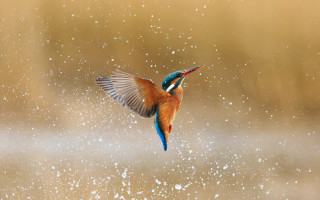 Colorful bird flying aurora fireworks - wing free wallpaper