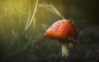 Red mushroom dew grass macro - dew free wallpaper