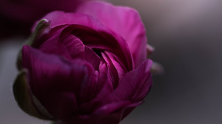 Flower macro blurry background rococo - a blurry background behind free wallpaper for desktop