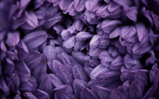 Purple flower water droplets macro 14 - a purple flower free wallpaper for desktop