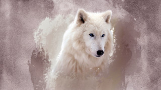 White wolf blue eyes grungy 2 - a faded background free wallpaper