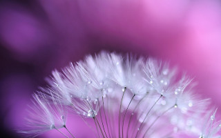 Dandelion water droplets pink background 2 - a close up of a dandelion free wallpaper