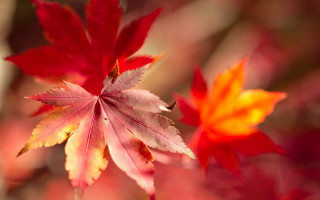 Red yellow leaf autumn blurry - leaf free wallpaper for desktop