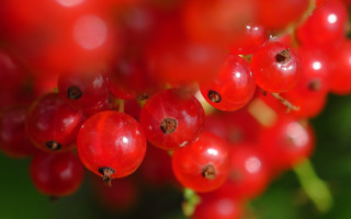 Red berries water droplets nature - red berry free wallpaper for desktop