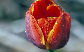Red yellow tulip water droplets - tulip free wallpaper
