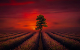 Lone tree sunset red sky - a lone tree in a field free wallpaper